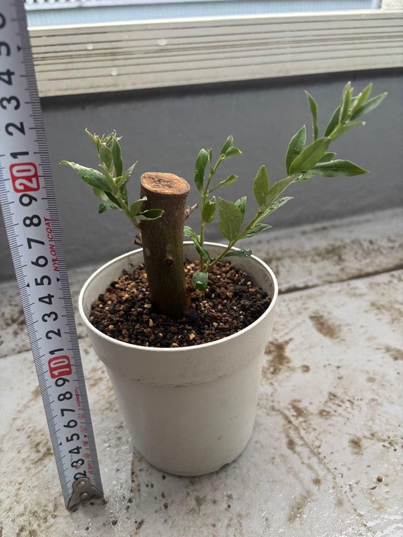 Amazon｜オリーブ挿し木 太木挿し木 盆栽 発根済｜観葉植物 オンライン通販